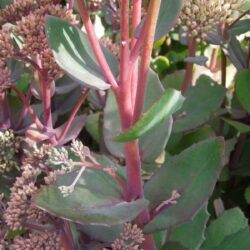 Sedum Matrona