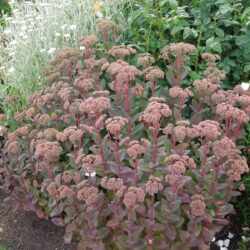Sedum Matrona