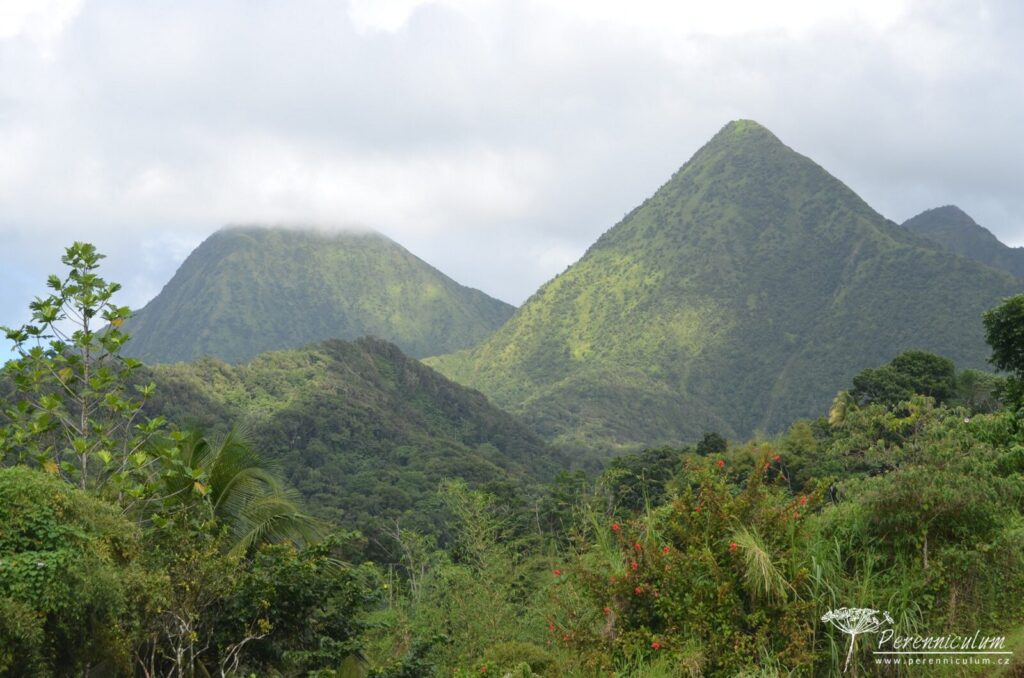 Jardins de Balata - cesta korunami palem na Martiniku 5 Le Jardin Balata 01