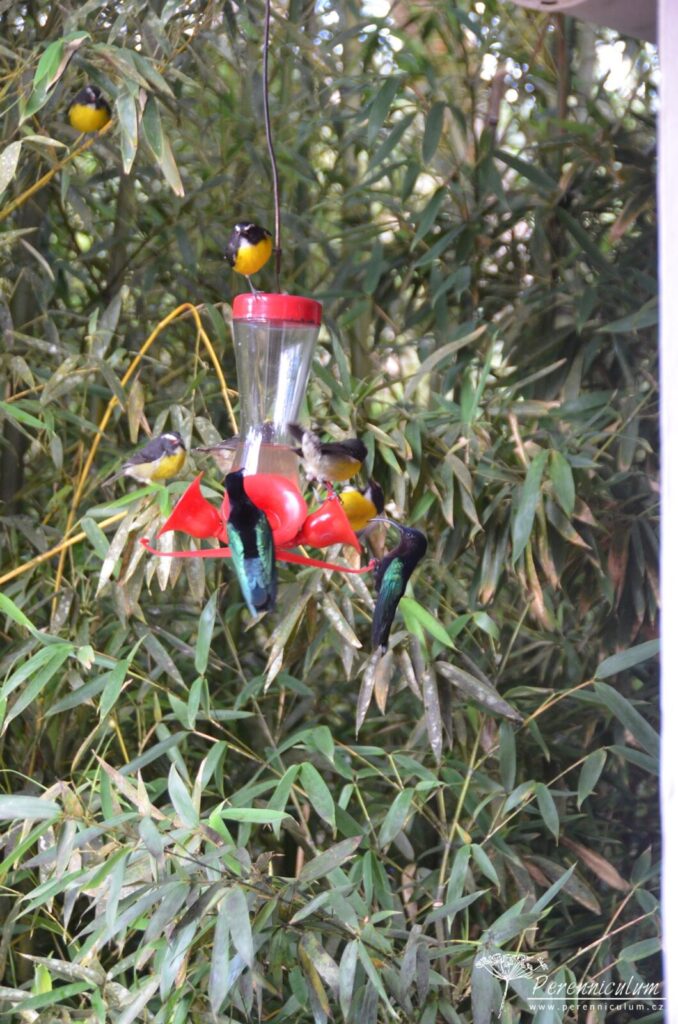 Jardins de Balata - cesta korunami palem na Martiniku 3 Kolibříci na krmítku