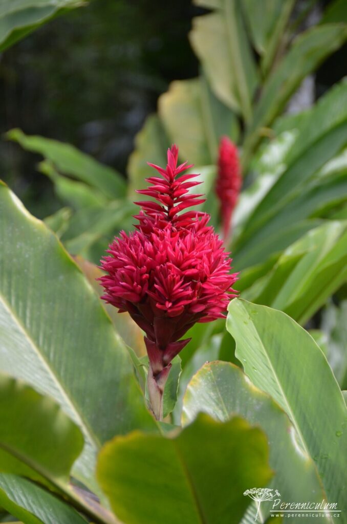 Jardins de Balata - cesta korunami palem na Martiniku 6 Le Jardin Balata 04