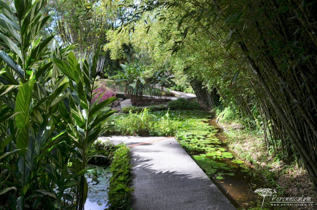 Jardins de Balata - cesta korunami palem na Martiniku 1 Le Jardin Balata