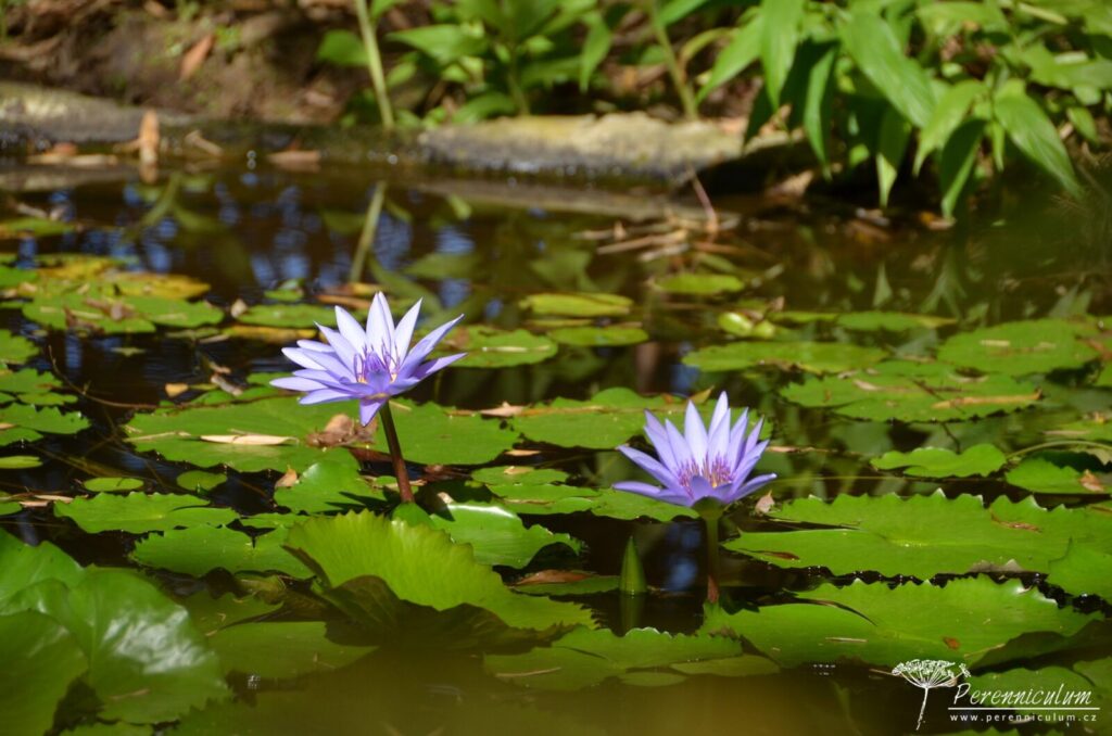 Jardins de Balata - cesta korunami palem na Martiniku 10 Le Jardin Balata 07