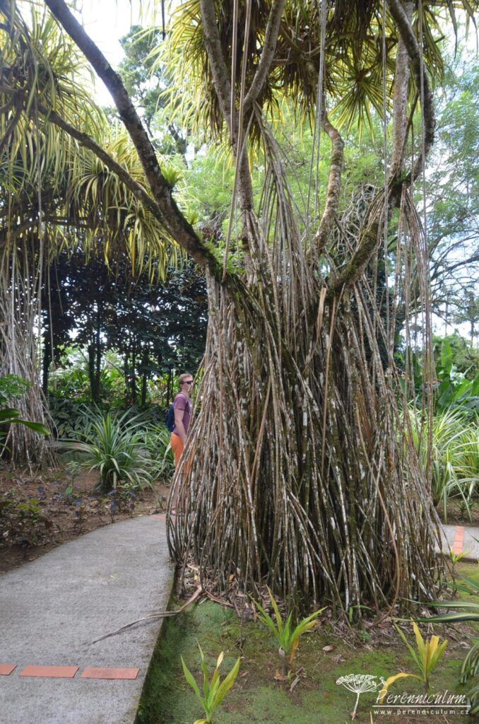 Jardins de Balata - cesta korunami palem na Martiniku 4 Pandanus sanderi