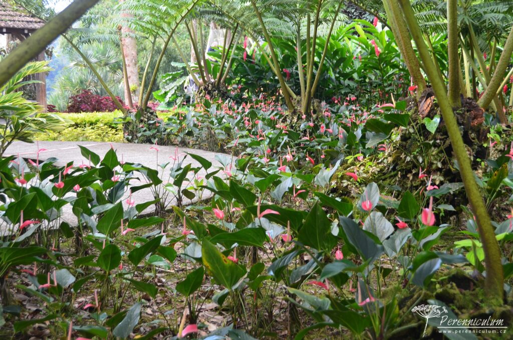 Jardins de Balata - cesta korunami palem na Martiniku 2 Podrost z begónií