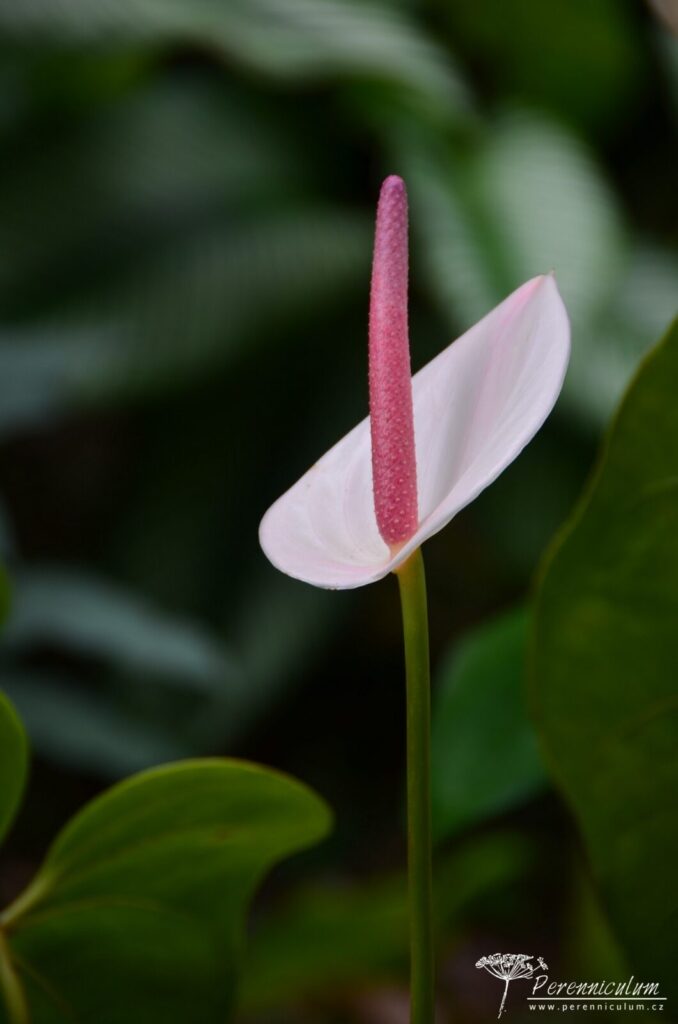 Jardins de Balata - cesta korunami palem na Martiniku 7 Le Jardin Balata 12