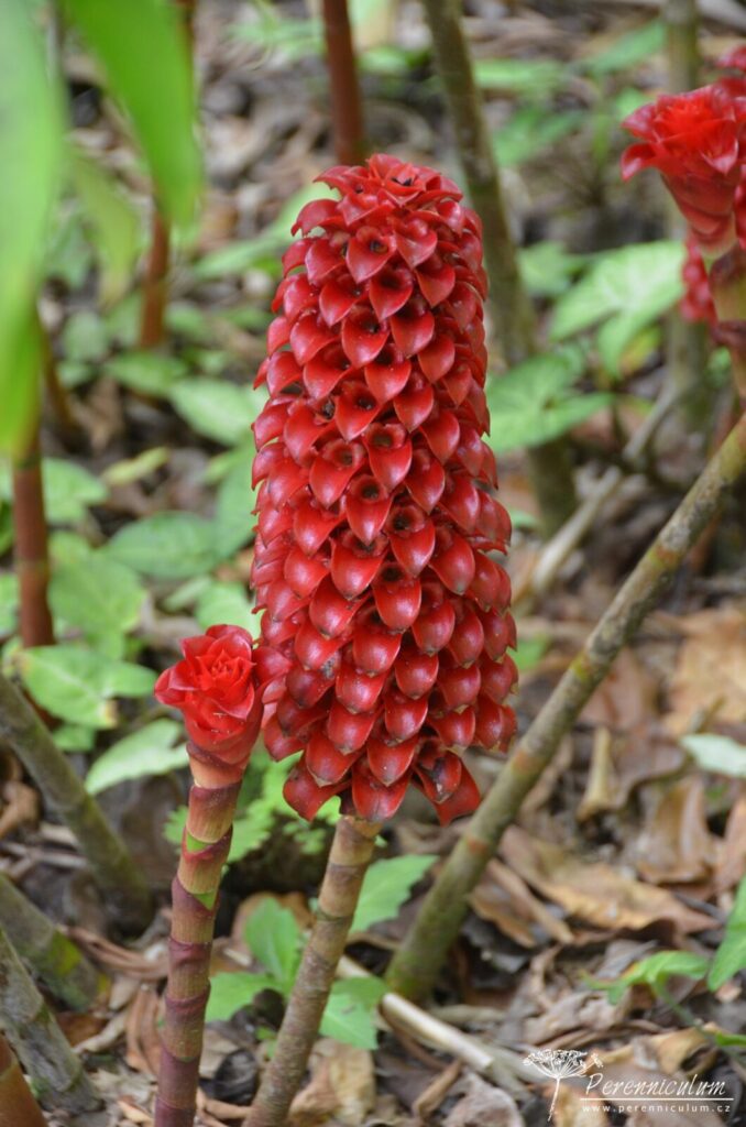 Jardins de Balata - cesta korunami palem na Martiniku 8 Le Jardin Balata 13