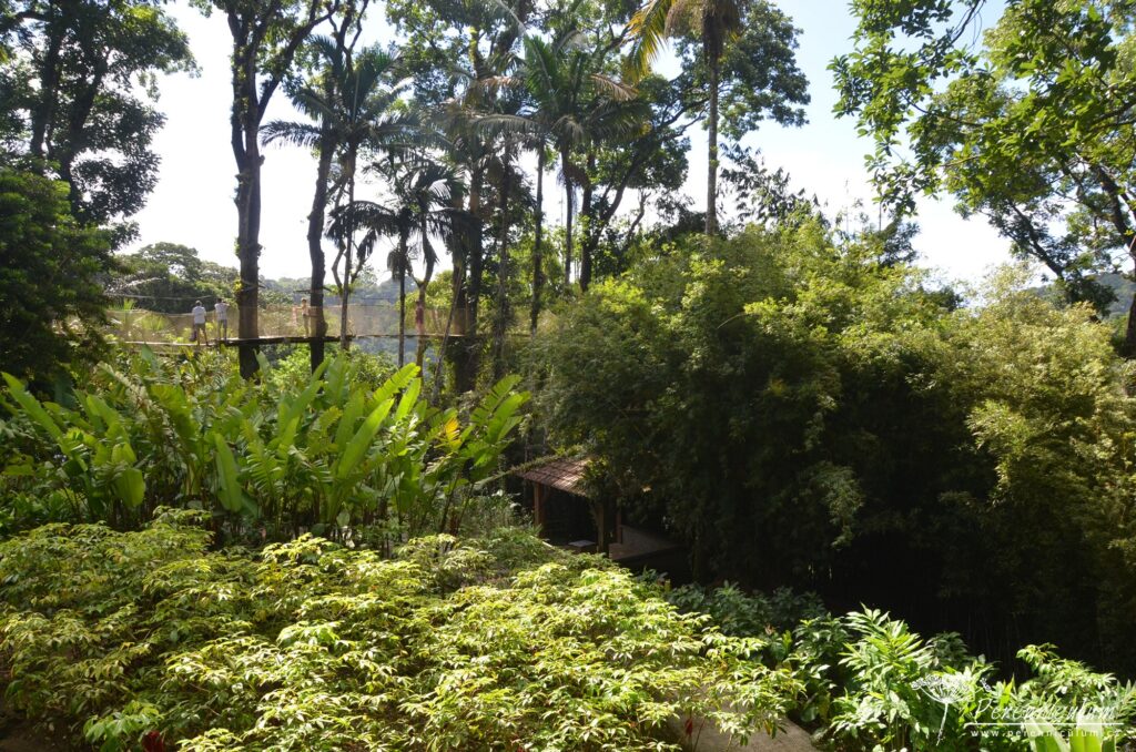 Jardins de Balata - cesta korunami palem na Martiniku 12 Le Jardin Balata 14