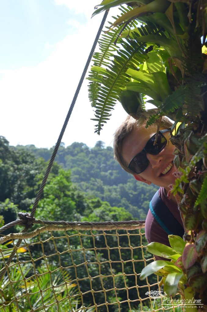 Jardins de Balata - cesta korunami palem na Martiniku 14 Le Jardin Balata 18