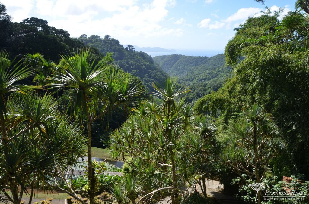 Jardins de Balata - cesta korunami palem na Martiniku 11 Le Jardin Balata 19