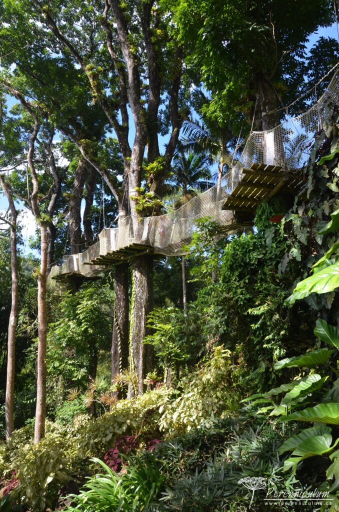 Jardins de Balata - cesta korunami palem na Martiniku 13 Le Jardin Balata 20