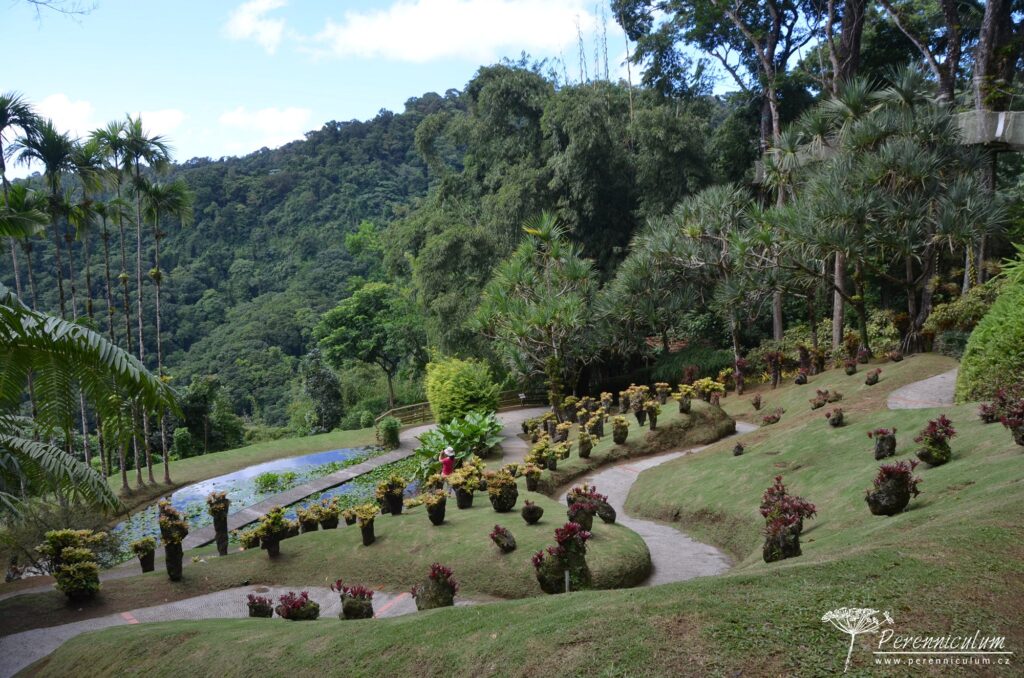 Jardins de Balata - cesta korunami palem na Martiniku 16 Le Jardin Balata 23