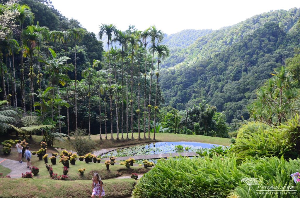 Jardins de Balata - cesta korunami palem na Martiniku 15 Le Jardin Balata 31