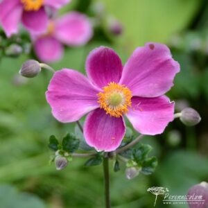 Anemone hupehensis Praecox