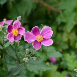 Anemone hupehensis Praecox