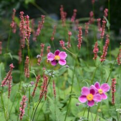 Anemone hupehensis Praecox