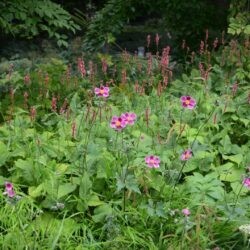 Anemone hupehensis Praecox