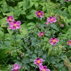 Anemone hupehensis Praecox