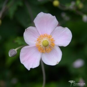Anemone hupehensis var. japonica Splendens