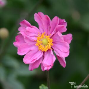 Anemone x hybrida Margarete 01