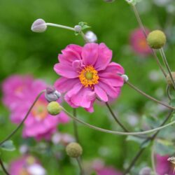 Anemone x hybrida Margarete