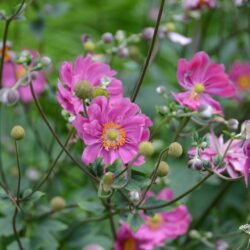 Anemone x hybrida Margarete