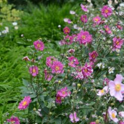 Anemone x hybrida Margarete