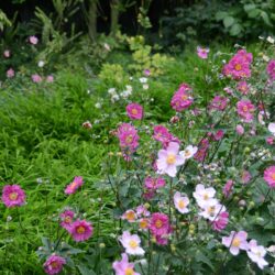 Anemone x hybrida Margarete