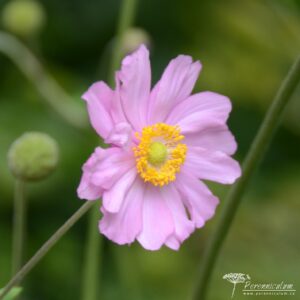 Anemone x hybrida Serenade