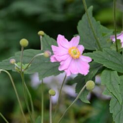 Anemone x hybrida Serenade