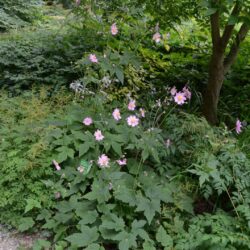 Anemone x hybrida Serenade