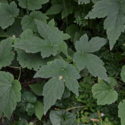 Anemone x hybrida Serenade