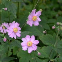 Anemone x hybrida Serenade