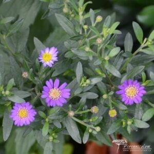 Aster ageratoides Ezo Murasaki