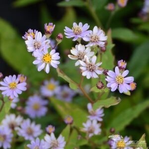 Aster ageratoides Harry Schmidt