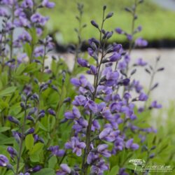 Baptisia Baptisia