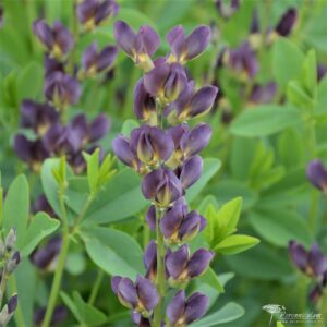 Baptisia Twilite