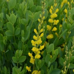 Baptisia sphaerocarpa