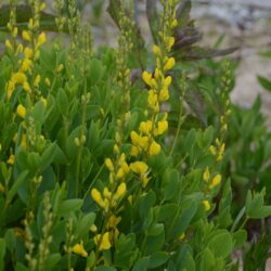 Baptisia sphaerocarpa