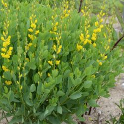 Baptisia sphaerocarpa