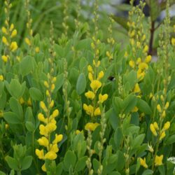 Baptisia sphaerocarpa