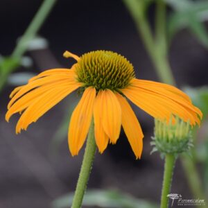 Echinacea Now Cheesier