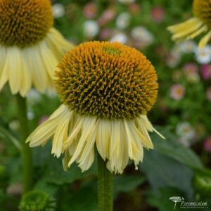 Echinacea Shiny