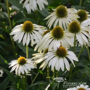 Echinacea purpurea Alba