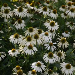 Echinacea purpurea Alba