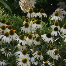 Echinacea purpurea Alba