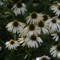 Echinacea purpurea Alba