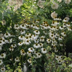 Echinacea purpurea Alba