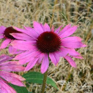 Echinacea purpurea Feeling Pink
