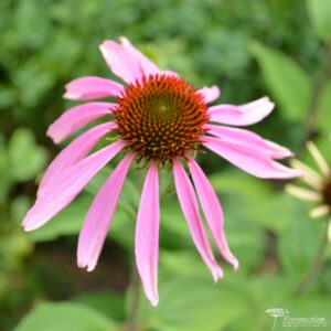 Echinacea purpurea Pica Bella
